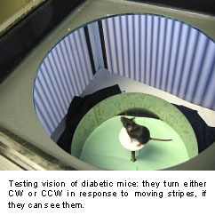 Testing vision of diabetic mice