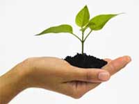 hand holding plant