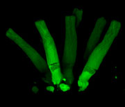 Live Rod Photoreceptors Expressing EGFP