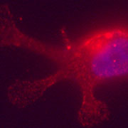 neuro-phys