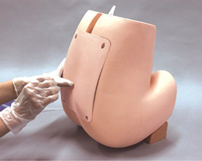 adult lumbar puncture simulator