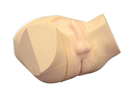 Prostate and Rectal Simulator