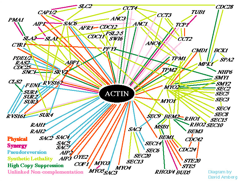 actin interaction web