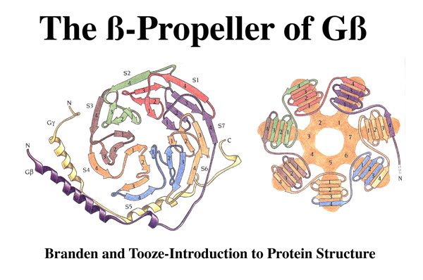 b-propellors