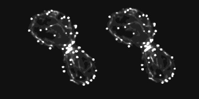 cytokinesis