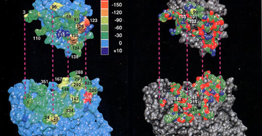 Wriggers Model for the Actin Cofilin Complex