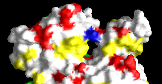 The Alanine Scan Alleles of Actin