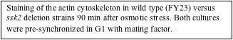 Staining of the actin