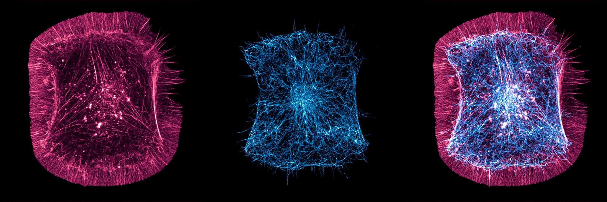 Biochemistry & Molecular Biology - Combined Stack Image