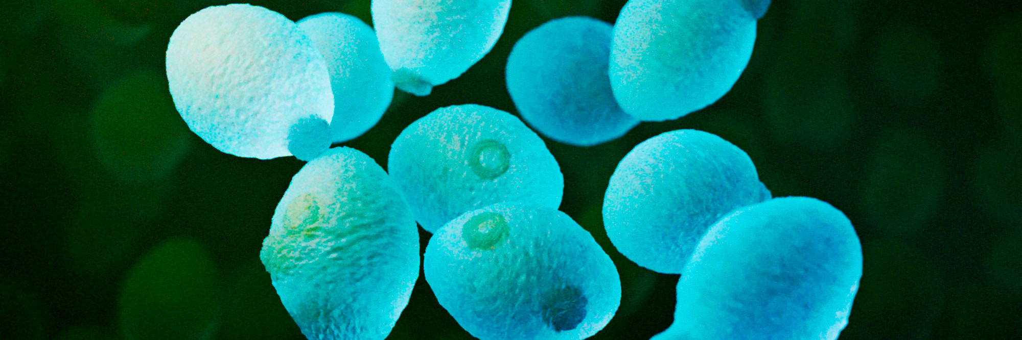 3D rendering of yeast cells
