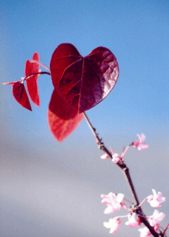 Holding a Heart