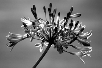joyful agapanthus