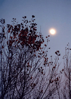 peace with moon and trees