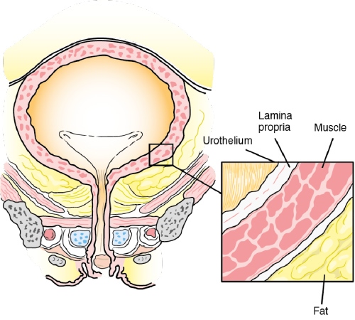illustration of bladder showing the inside layer where cancer tends to start