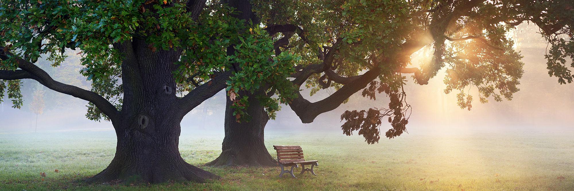 Palliative Care Header - bench in a stand of oak trees with the sun's rays streaming through the canopy