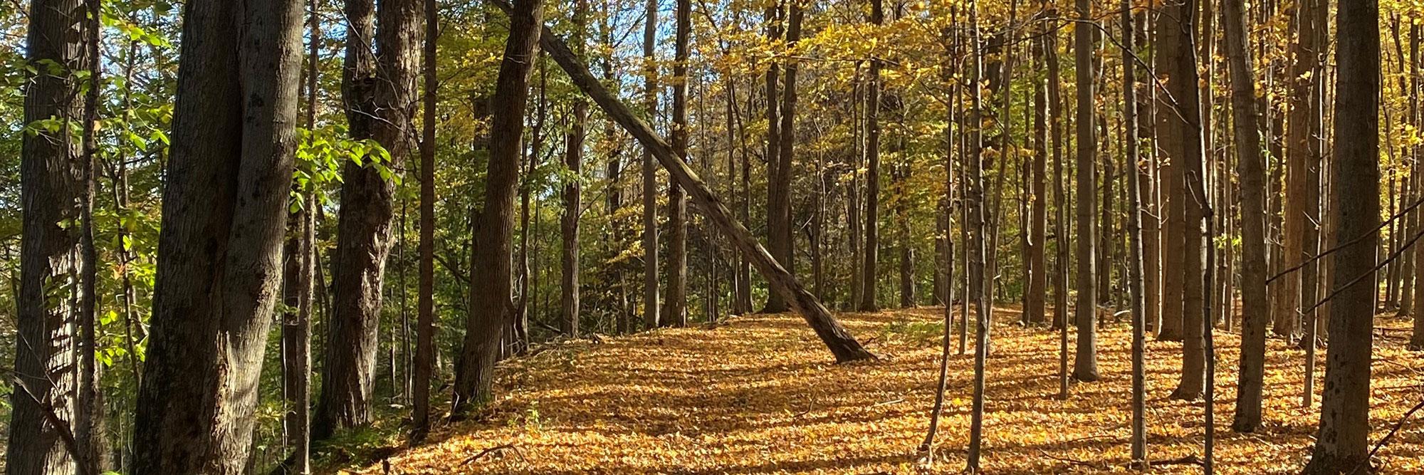 Forest in Fall
