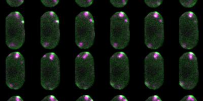 Actin comet tails (magenta) emanating from sites of endocytosis (green) in live fission yeast cells. Image credit: Cameron MacQuarrie, Sirotkin lab