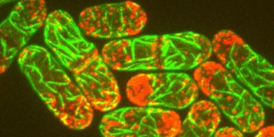 : Myosin-1 (red) at endocytic sites and eisosomes (green) in fission yeast
