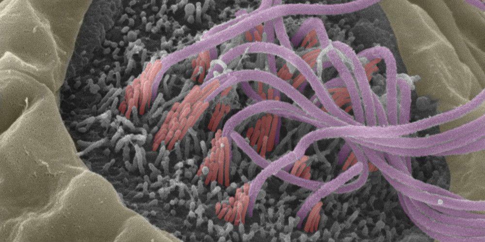 Stereocilia (red) and kinocila (purple) in a zebrafish neuromast 