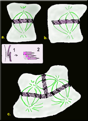 Cytokenesis
