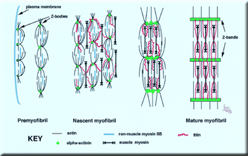 Myofibrillogenesis