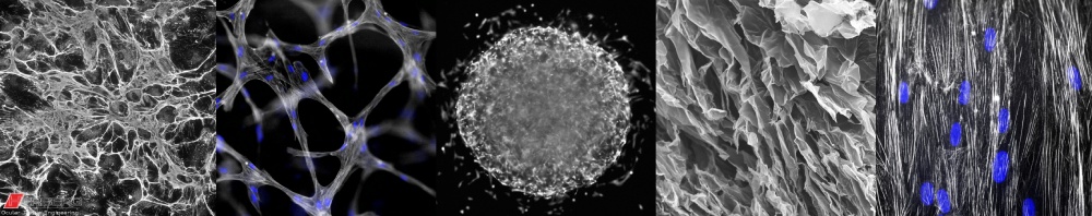Image of different biological cells