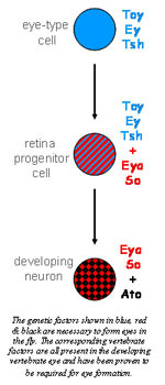 Eye Type Cell