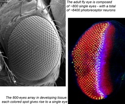 Fruit fly eyes