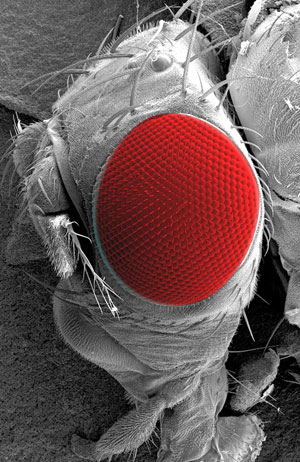 Fruit Fly Eyes