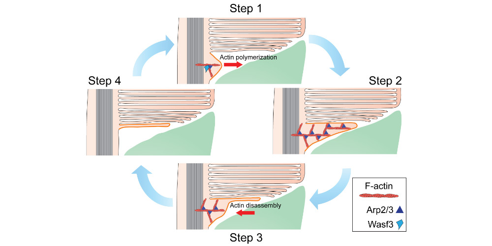 protein complex induces actin polymerization in a branched manner