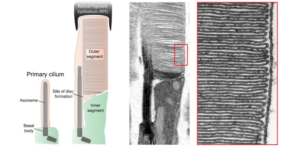 primary cilium diagram