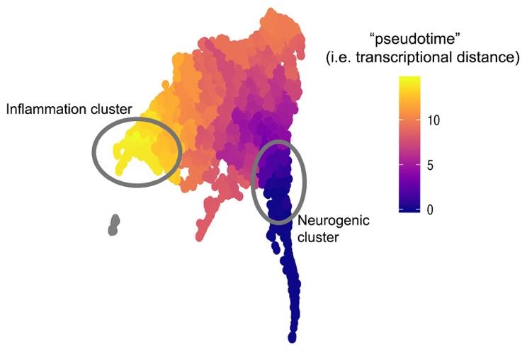 single cell rna