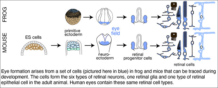 Eye Figure Frog and Mouse