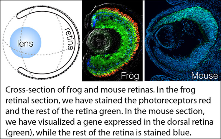 Cross Section Frog and Mouse retinas