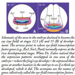 Embryo section to become eye