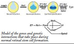 Mretinal stem cell formation