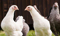 Avian influenza birds. 