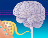 brain