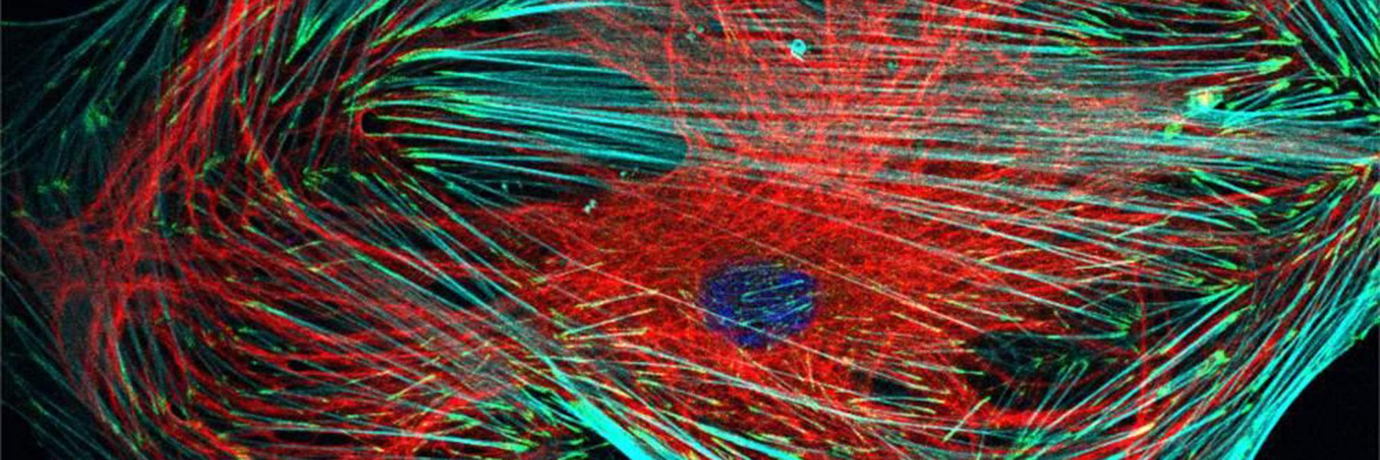 Cell & Developmental Biology