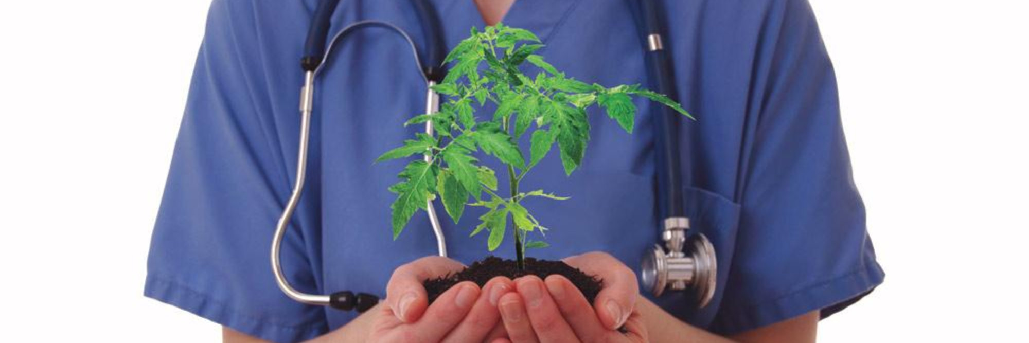 hospital worker holding plant