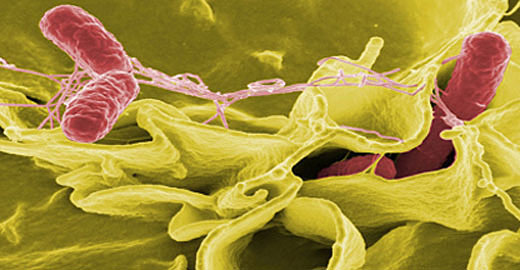 Division of Infectious Disease