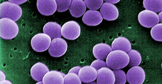 Division of Infectious Disease