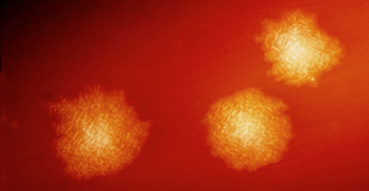 Division of Infectious Disease