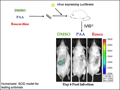 <Humanized SCID model for testing antivirals>