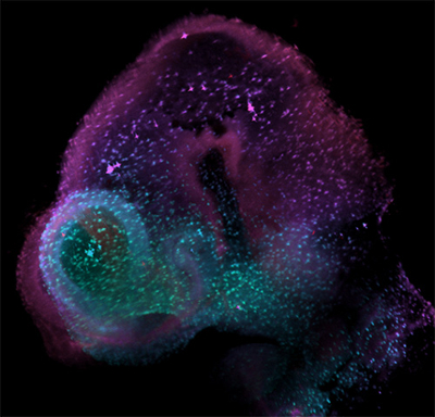 image of embryo