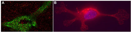 Cell and Molecular Neuroscience