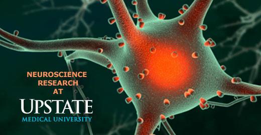 Neuroscience Research at Upstate