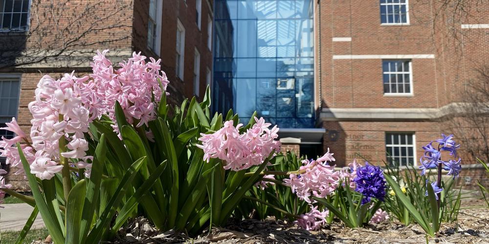 SPRING, IS THAT YOU? Weiskotten Hall courtyard showed its spring colors this week, thanks to temperatures that pushed near 90.