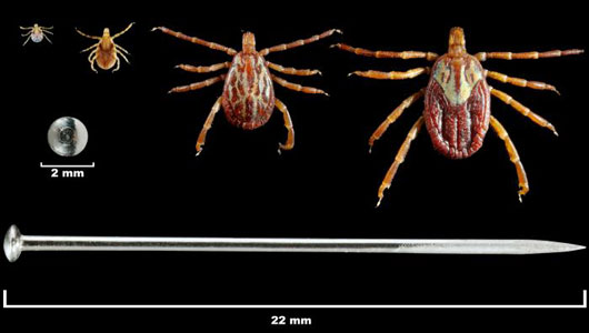 Lyme disease support group expects more to attend this year