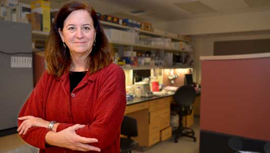 Baldwin Fund supports five new breast cancer research activities